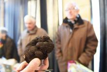 Un commissaire contrôle la qualité de truffes, le 27 novembre 2017 à Sainte-Alvère, petit village en