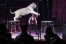 Un tigre dans un cirque.
