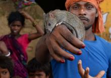 Un membre de la communauté des Musahars tient un rat, à Gonpura, dans l'Etat du Bihar, en Inde, le 1
