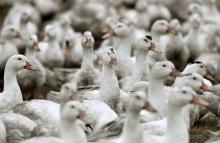 Le virus détecté vendredi dans un élevage de canards du Lot-et-Garonne est "faiblement pathogène", s