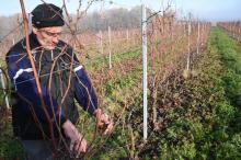 La taille des vignes partiellement gelées, "c'est un vrai casse-tête", se désole André Faugère (ici 