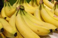 Des régimes de bananes des Antilles, le 22 février 2015 au Salon de l'Agriculture à Paris
