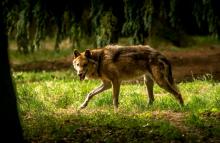 Le loup, réapparu dans les Alpes françaises au début des années 1990 et strictement protégé, compte 