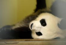 Huan Huan, la femelle panda du zoo de Beauval (Loir-et-Cher), dans son enclos arès une échographie l