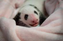 Le premier bébé panda de France fête lundi son premier mois d'existence au zoo de Beauval (Loir-et-C