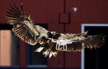 La police néerlandaise a décidé de "licencier" des aigles dressés pour capturer des drones au dessus