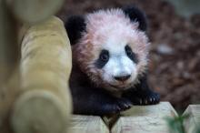 le bébé panda Yuan Meng joue au zoo de Beauval, en France, le 12 janvier 2018