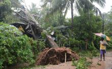 Un arbre arraché après le passage du cyclone Ockhi près de Colombo, le 30 novembre 2017