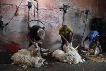 Tonte de moutons par des employés agricoles dans une ferme à Florida, au nord de Montevidéo, le 20 novembre 2017