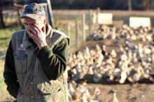Elevage de canards de la ferme Benesse-Maremmme (ouest), le 10 décembre 2015