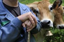 Un producteur de lait pose près de ses vaches le 11 juin 2013 à Laqueuille, dans le centre de la Fra
