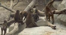 Les babouins du zoo de Vincennes.