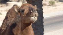 Un chameau a agressé un ado le 2 mars à Avignon.