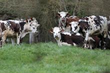 Des vaches dans un champ près du village de Camembert en Normandie, d'où est originaire le Camembert, le 18 avril 2013