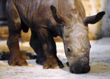 Le rhinocéros Shango, le 11 décembre 2014 au zoo d'Amnéville