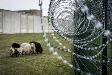 Moutons au pied de la prison de Saint-Quentin-Fallavier