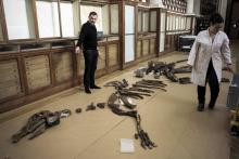 Le paléontologue Ronan Allain assemble un squelette de dinosaure Edmontosaurus regalis, le 12 mars 2018 au Muséum d'Histoire naturelle à Paris