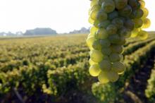 Des vignes pourraient être replantées en Bretagne. Grappes de raisin blanc photographiées le 15 septembre 2014 à Leognan dans le Bordelais