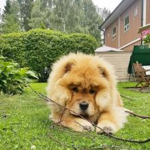 Chow-chow Instagram Journée mondiale du chien