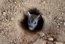 Des milliers de rats ont envahi les villages d'une île située dans le sud-ouest de la Birmanie, un é