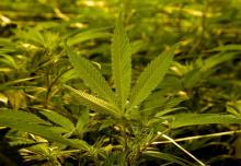 Un rapport parlementaire préconise de sanctionner les usagersde cannabis par une simple amende, permettant ainsi aux forces de l'ordre de concentrer leurs efforts sur la lutte contre les trafics