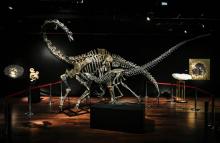 Squelettes de deux dinosaures. Un diplodocus à l'arrière plan et un allosaurus au premier plan, vendus aux enchères le 11 avril 2018 à Paris
