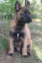 Chiot chien malinois 