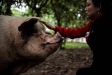 "Cochon-le-costaud" caressé par une admiratrice le 25 avril 2018 dans son enclos du musée du Sichuan