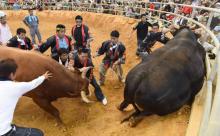 Des employés séparent deux taureaux pour éviter des blessures lors d'un combat le 21 juin 2015 à Uruma, dans le sud du Japon.