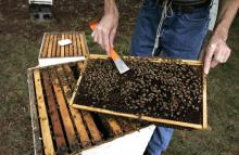 Les néonicotinoïdes contribuent au déclin spectatulaire des colonies d'abeilles