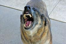 Un chien montre les dents.