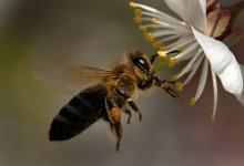 L'Organisation de l'ONU pour l'alimentation et l'agriculture (FAO) et l'Union européenne (UE) ont appelé samedi à une action mondiale pour protéger les pollinisateurs, en particulier les abeilles, ind