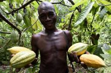 Oluranti Adeboye, un récoltant de cacao, à Ibadan, dans le sud-ouest du Nigeria, le 5 juin 2018.