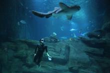 L'apnéiste Guillaume Néry évolue dans le bassin des requins à l'aquarium de Paris, le 30 juin 2018