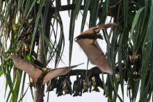 Des chauves-souris pendues la tête en bas dans la réserve de l'île de Balouaté, le 11 juin 2018 à Etuessika, en Côte d'Ivoire