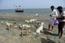 Les pêcheurs Abdul Aziz (d) et Mohammad Dada nourrissent des chiens errants sur l'île Dingy, le 3 avril 2018 au Pakistan