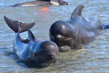 Depuis des siècles, les Féroé pratiquent la chasse aux globicéphales (dauphins pilotes), mis à mort de manière spectaculaire dans les fjords