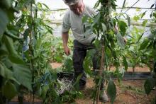 L'association Copains fait pousser des fruits et légumes bio à Porquerolles, en veillant à une bonne gestion de l'eau