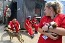 Des bénévoles de la fondation américaine Clean Cultures Fund (CFF) s'occupent de chiens errants dans un hôpital près de la centrale nucléaire de Tchernobyl, le 8 juin 2018 en Ukraine