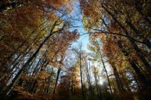 La forêt domaniale du Vieil-Armand sur le territoire de la commune de Wattwiller (département du Haut-Rhin), dans les Vosges, le 24 octobre 2013