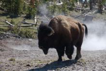 Un bison en train de charger