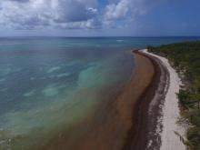 Des algues sargasses envahissent les côtes de la Martinique, le 28 juillet 2011 sur la plage de Saint-Anne