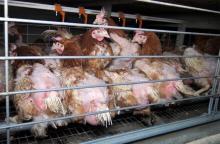 L'association de défense des animaux L214 a dénoncé mardi les conditions d'élevage de poules en batt