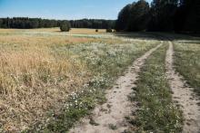 Une sécheresse historique brûle les campagnes suédoises avec des conséquences dramatiques pour les éleveurs Ci-contre un champ de blé sinistré par la sécheresse à Osterhaninge, (centre de sa Suède), l