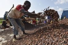 Des travailleurs d'un centre de sélection du cacao à Soubré, en Côte d'Ivoire, le 6 mars 2017