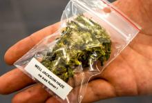 La consommation et la culture du cannabis deviendront légales au Canada le 17 octobre