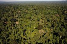 Forêt amazonienne dans l'Etat de Para, au nord-est du Brésil