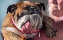 Le bulldog Zsa Zsa avait remporté le titre de chien le plus laid du monde à Petaluma en Californie le 23 juin 2018