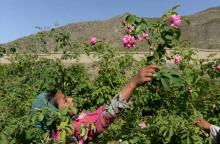 Une Afghane cueille des roses, le 24 avril 2018 près de Jalalabad