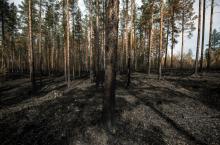 Une forêt incendiée près de Ljusdal, dans le centre de la Suède, le 25 juillet 2018